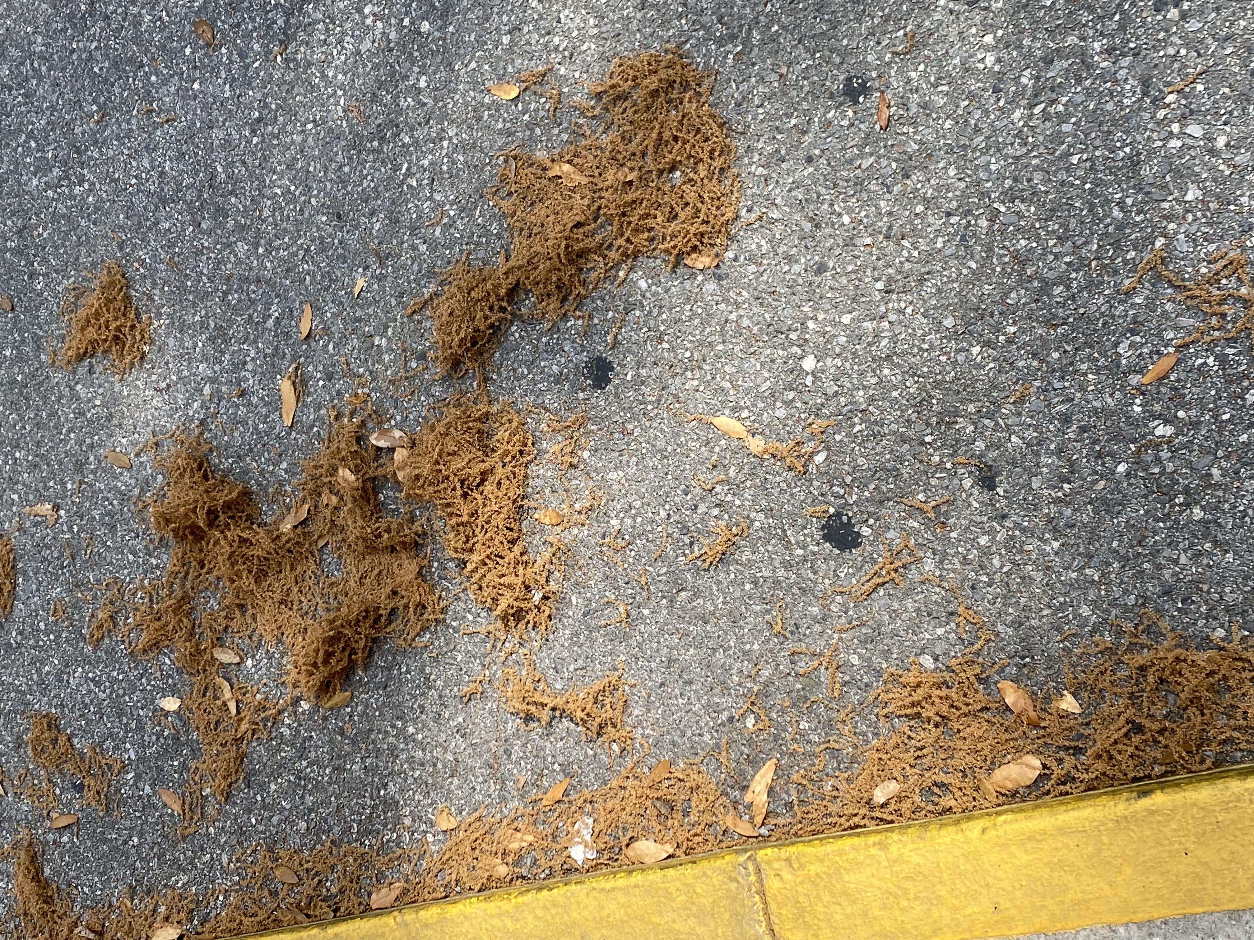 Pollen is EVERYWHERE right now. I’m dead.
