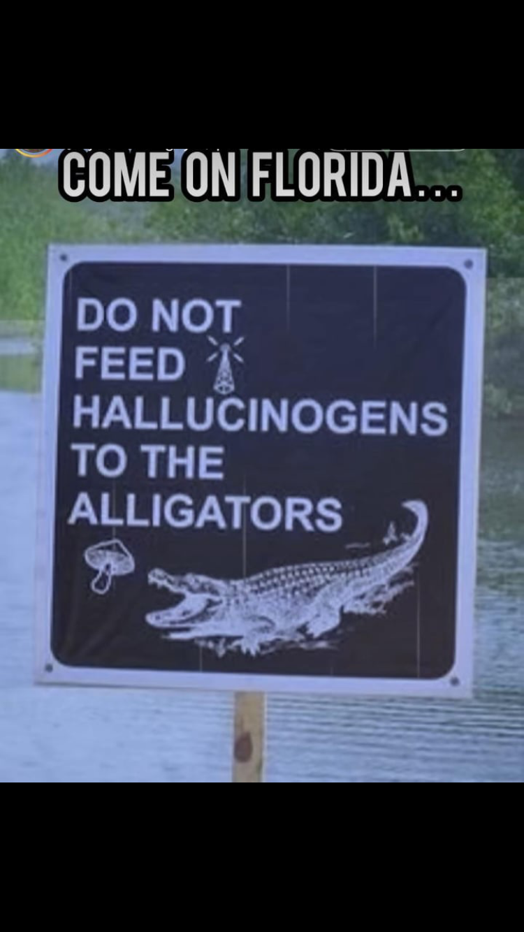 Feeding the alligators
￼